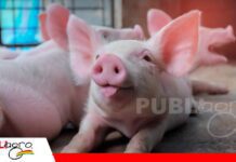 La nutrición por fases mejora el crecimiento y la conversión alimenticia en cerdos La inversión nutricional durante la recría puede mejorar los resultados/ Foto: Intermet