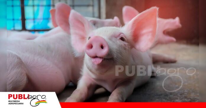 La inversión nutricional durante la recría puede mejorar los resultados/ Foto: Intermet