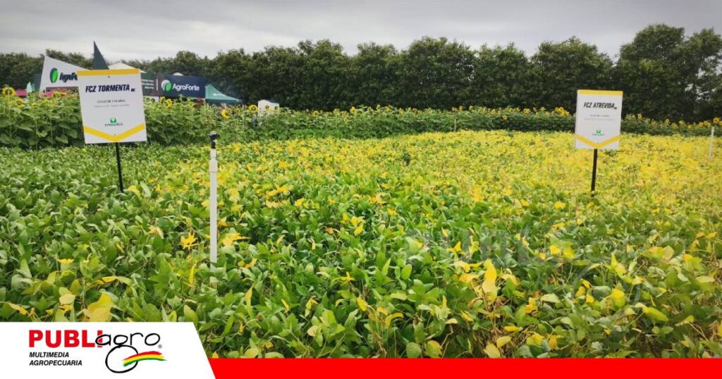 Variedades que ya hay sembradas en Santa Cruz y Beni/ Foto: Publiagro