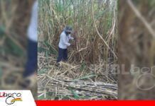 INIAF selecciona 300 clones de caña de azúcar de 12.000 materiales genéticos El INIAF avanzó en la evaluación de genotipos/ Foto: Iniaf