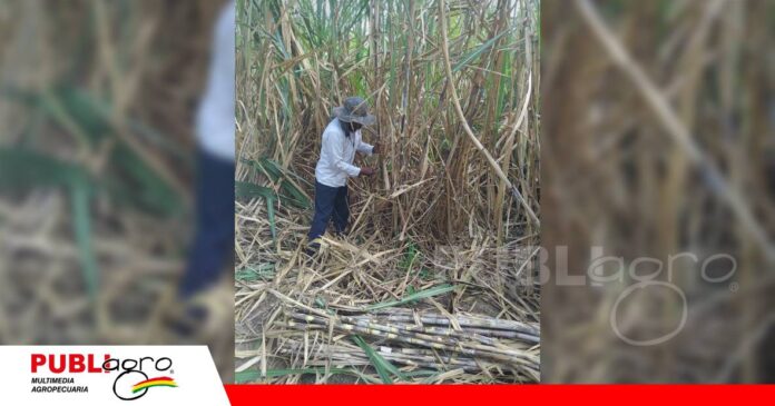 El INIAF avanzó en la evaluación de genotipos/ Foto: Iniaf
