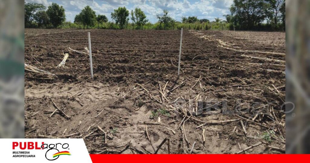 La evaluación de tres parcelas permitió reducir un universo inicial de 12.000 materiales genéticos/ Foto: Iniaf