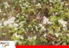 El CIAT evalúa alternativas vegetales para mejorar el manejo del suelo agrícola Trigo Morisco, además de aportar nutrientes al suelo ya se usa en la industria/ Foto: Publiagro