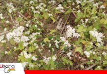 El CIAT evalúa alternativas vegetales para mejorar el manejo del suelo agrícola Trigo Morisco, además de aportar nutrientes al suelo ya se usa en la industria/ Foto: Publiagro