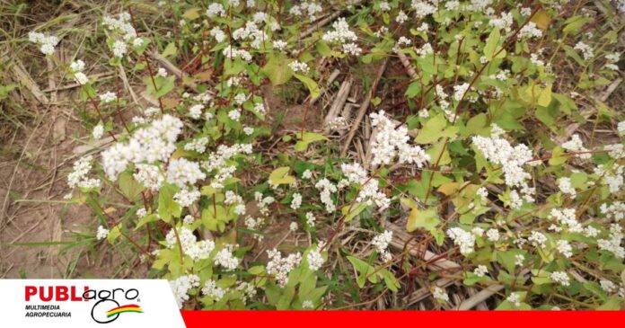 Trigo Morisco, además de aportar nutrientes al suelo ya se usa en la industria/ Foto: Publiagro