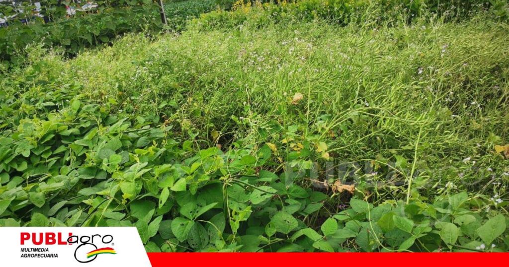 Dos variedades de crotalaria/ Foto: Publiagro