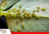 El aceite agrícola actúa por contacto para controlar los pulgones La acción física del aceite agrícola contra los pulgones/ Foto: Internet