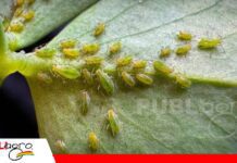 El aceite agrícola actúa por contacto para controlar los pulgones La acción física del aceite agrícola contra los pulgones/ Foto: Internet