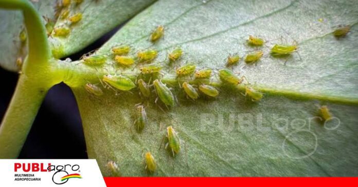 La acción física del aceite agrícola contra los pulgones/ Foto: Internet