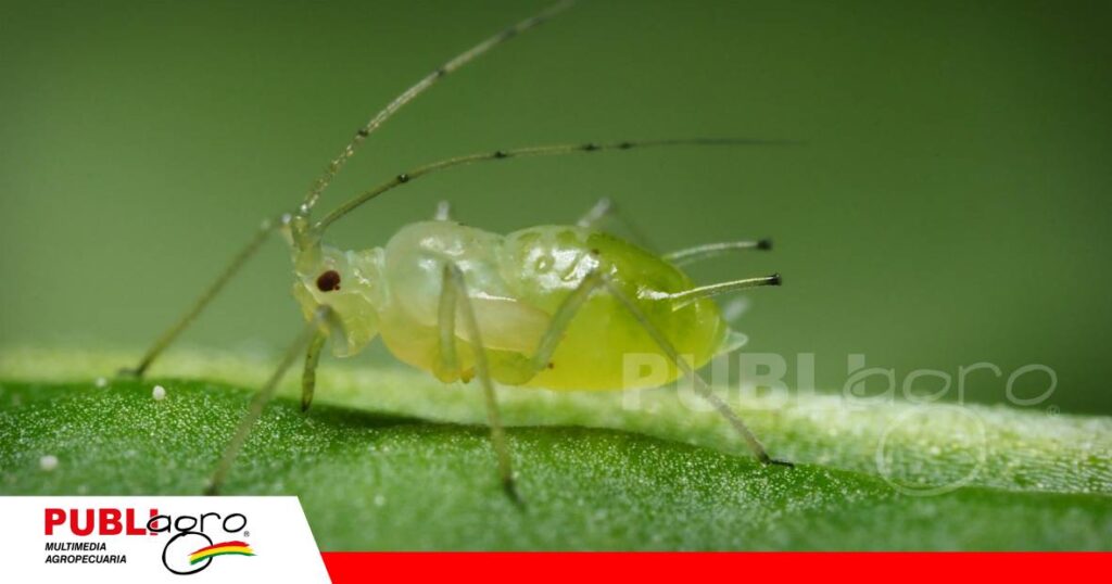 La cobertura define la eficacia del aceite agrícola contra los pulgones/ Foto: Internet