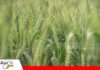La cosecha de trigo llega a 90.000 toneladas frente a una demanda de 850.000 El sector triguero pide mejores condiciones para ampliar la siembra en 2027/ Foto: Publiagro