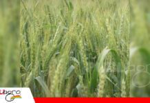 La cosecha de trigo llega a 90.000 toneladas frente a una demanda de 850.000 El sector triguero pide mejores condiciones para ampliar la siembra en 2027/ Foto: Publiagro