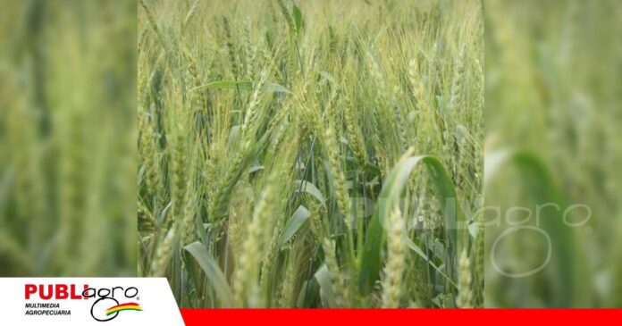 El sector triguero pide mejores condiciones para ampliar la siembra en 2027/ Foto: Publiagro