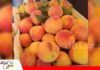 San Isidro prepara su Feria del Durazno con una cosecha que está por comenzar El durazno de Comarapa busca ampliar mercados con seis variedades/ Foto: Internet