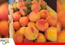 San Isidro prepara su Feria del Durazno con una cosecha que está por comenzar El durazno de Comarapa busca ampliar mercados con seis variedades/ Foto: Internet