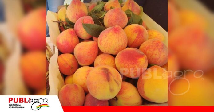 El durazno de Comarapa busca ampliar mercados con seis variedades/ Foto: Internet