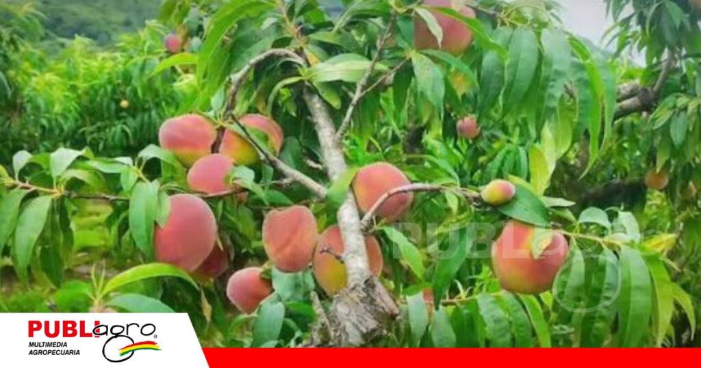 Llega la cosecha y preparan su feria del durazno/ Foto: Publiagro