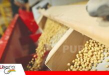 La certificación de semillas retrocede y alerta al agro de Santa Cruz La certificación verifica la pureza y germinación de las semillas antes de su llegada a un campo/ Foto: Internet