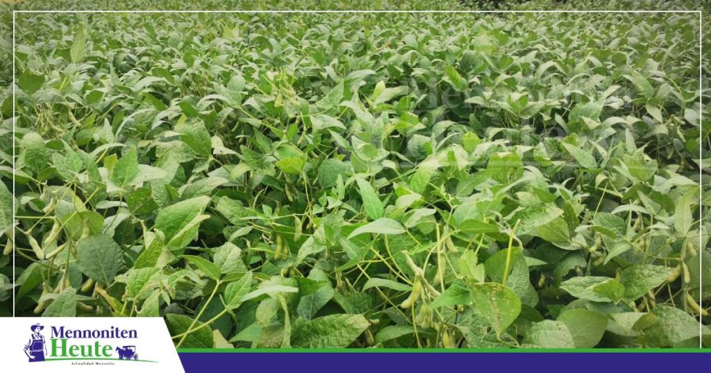 FOTO NOTAS WEB MENNONITEN (2) Anapo ha de Produktionspotential von er neje Sojasort Garza betont/ Foto: Publiagro