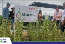 Garza un Aurora erweitern de Möglichkeiten för de Soja-Aanbou för de Sommerkampanje Anapo ha de Sojasort Garza vorgestellt un Saatgoot för de Sommerkampanje klaar makt/ Foto: Publiagro
