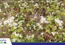 De CIAT prövt verschedene Pflanzenmööglichkeiten, üm de Pflege von de landwirtschaftliche Böden to verbessern Buchweizen, he bringt Nährstoffe in de Grund un warrt ok al in de Industrie bruukt/ Foto: Publiagro