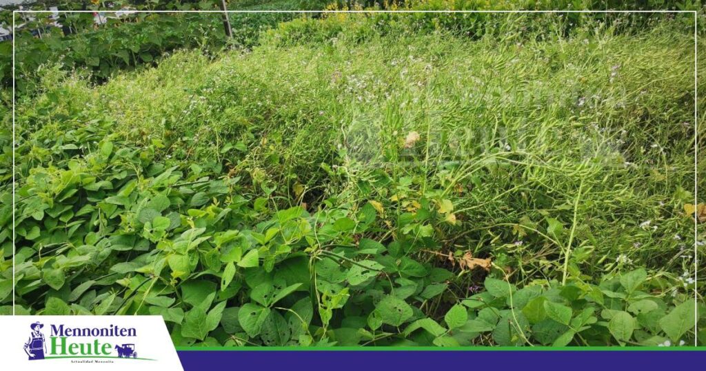 Twee Sorten von Crotalaria/ Foto: Publiagro
