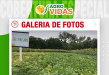 📷Galería de fotos | Frejol como un cultivo de rotación