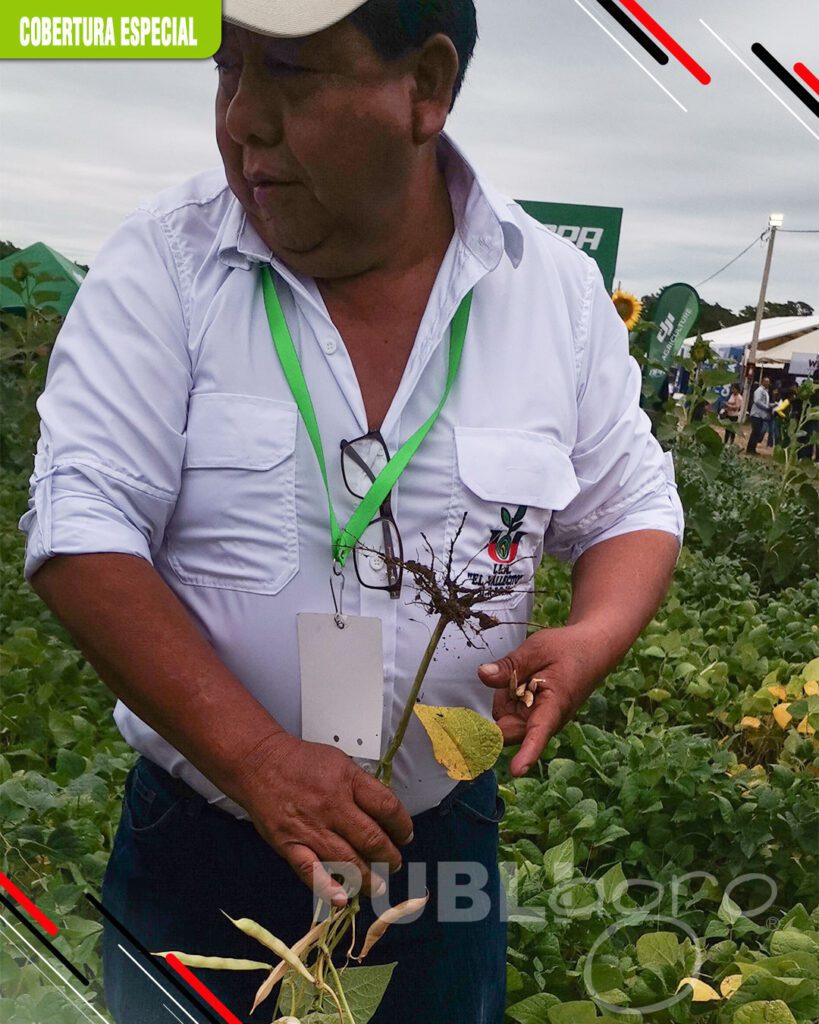 Frejol-como-un-cultivo-de-rotación1