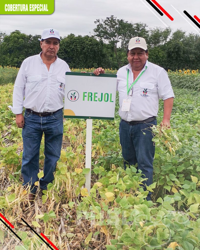 Frejol-como-un-cultivo-de-rotación10