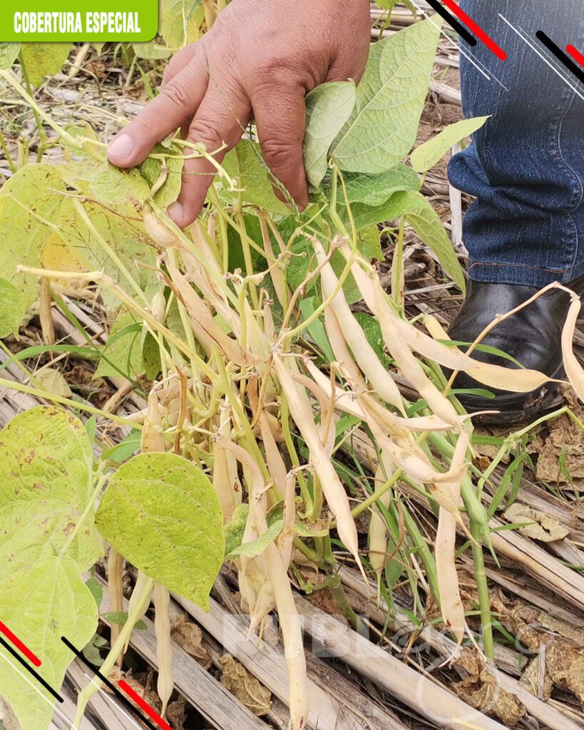 Frejol-como-un-cultivo-de-rotación6