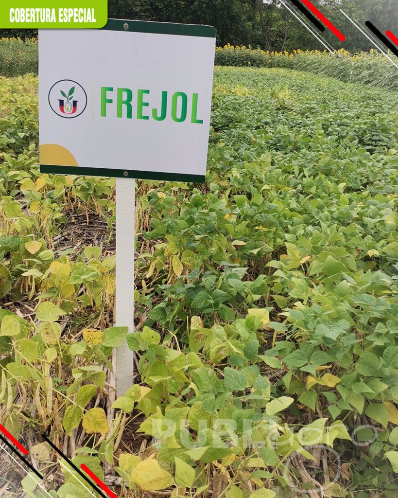 Frejol-como-un-cultivo-de-rotación9