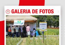 📷Galería de fotos | Fundacruz mostró sus variedades de soyas