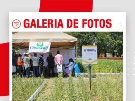 📷Galería de fotos | Fundacruz mostró sus variedades de soyas