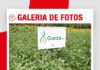 📷Galería de fotos | GARZA la nueva variedad de soya desarrollada por Anapo