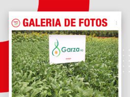 📷Galería de fotos | GARZA la nueva variedad de soya desarrollada por Anapo